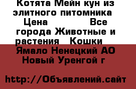 Котята Мейн-кун из элитного питомника › Цена ­ 20 000 - Все города Животные и растения » Кошки   . Ямало-Ненецкий АО,Новый Уренгой г.